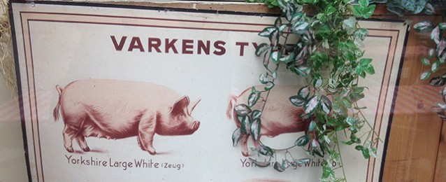 Poster varkenstypes